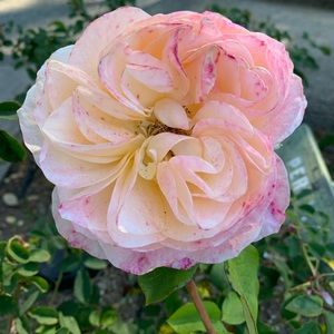 Meet your Posher, Madeline